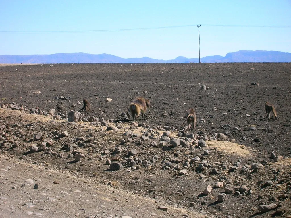 Mono gelada