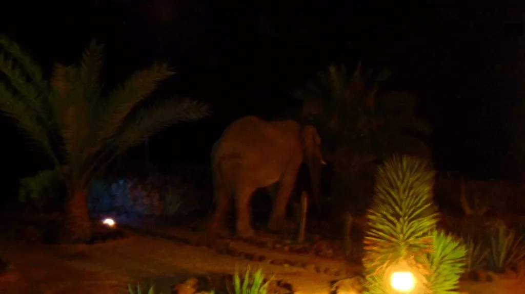 Otro elefante de visita