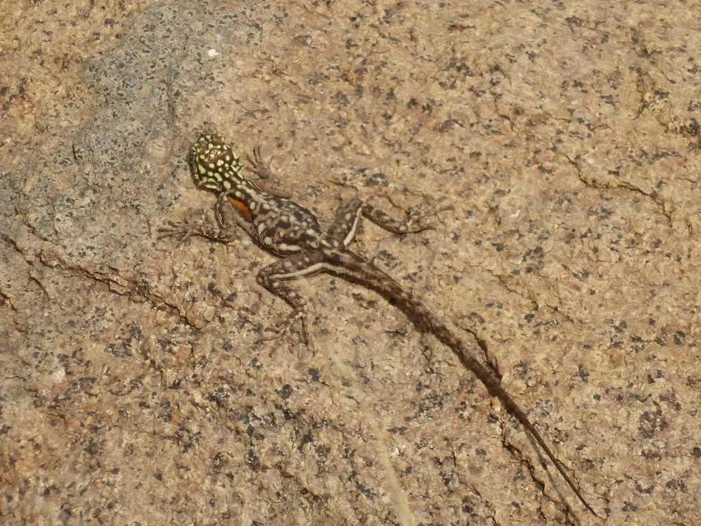 Gecko