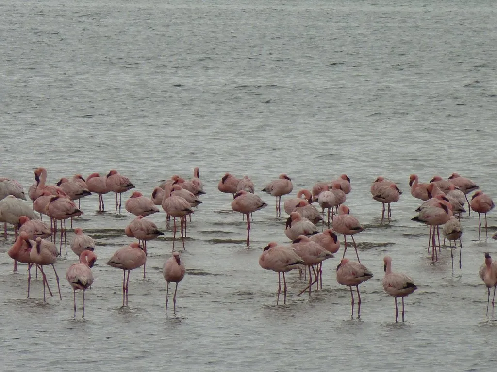 Flamencos en Walvis Bay
