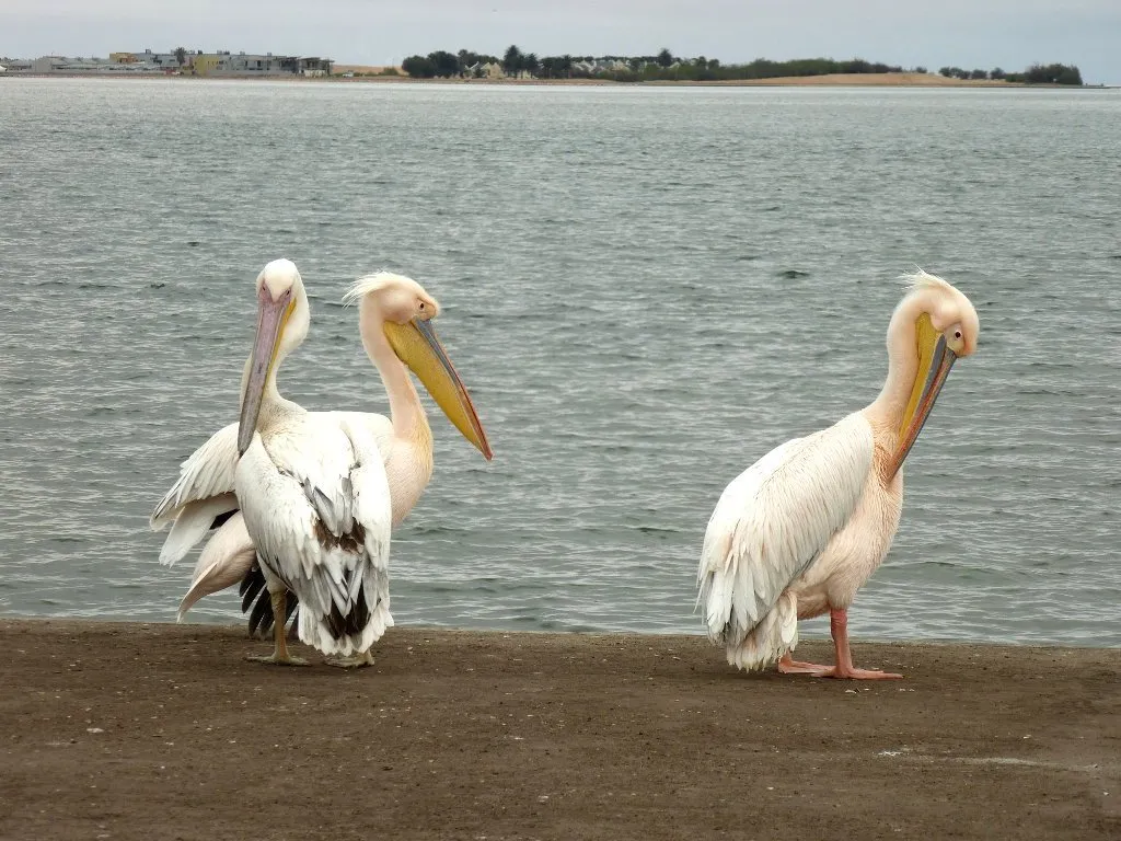 Pelícanos Walvis Bay