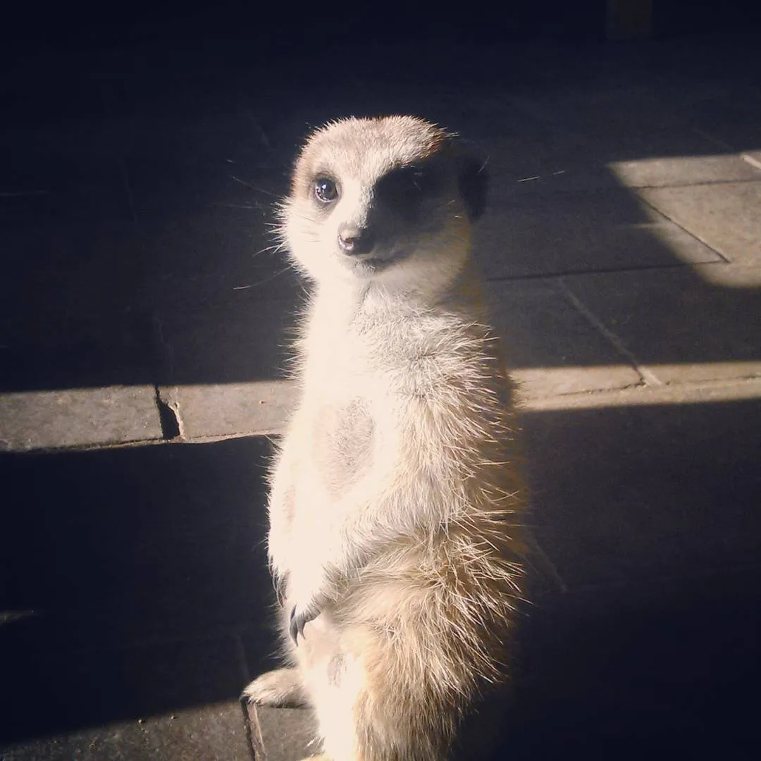 Carlos, la suricata del White Lady Lodge
