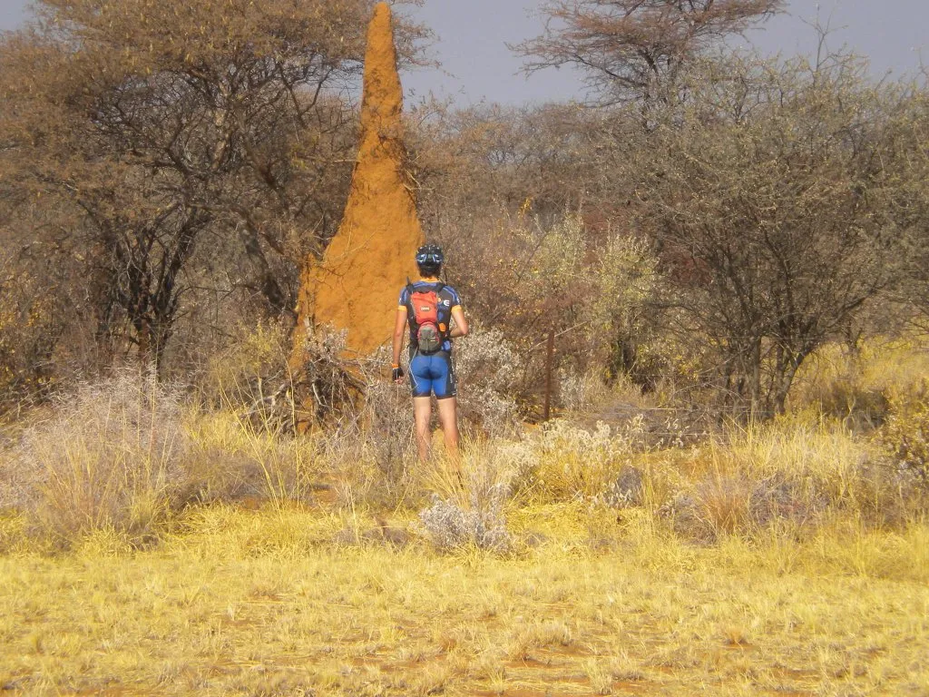 Enormes termiteros de Namibia